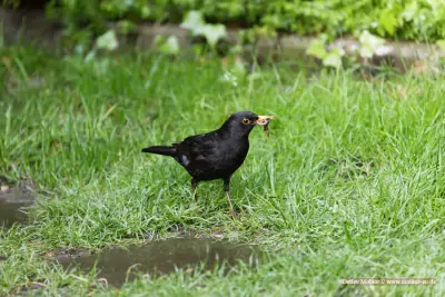 Amsel