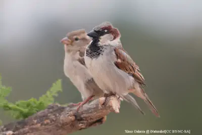 Haussperling Spatz