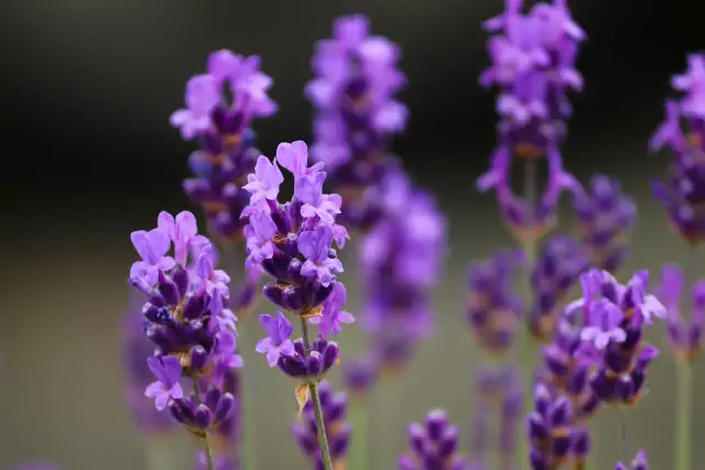 Lavandula